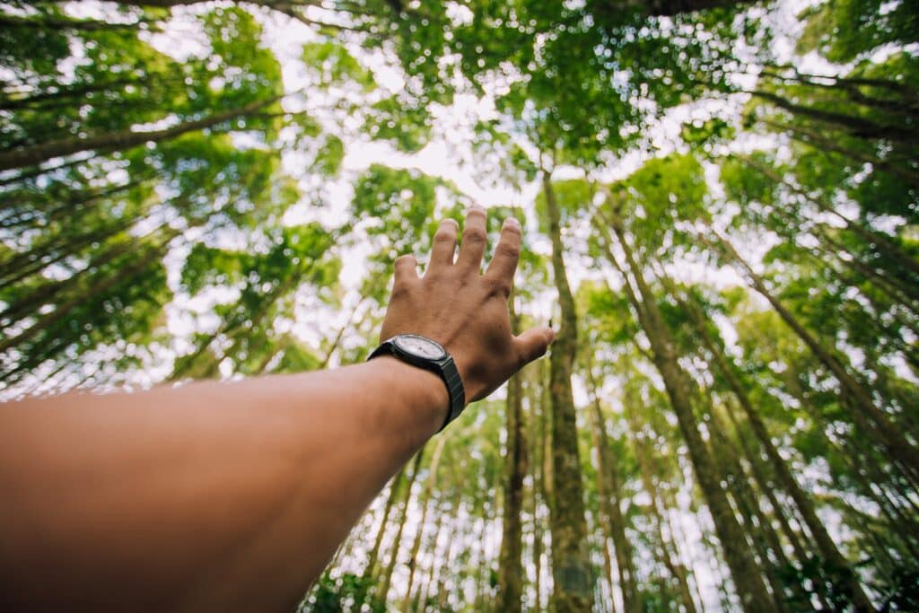 What is Net Profit? Essential Guide to Understanding and Calculation 4 selective force perspective photo of left human hand about to reach green leaf trees